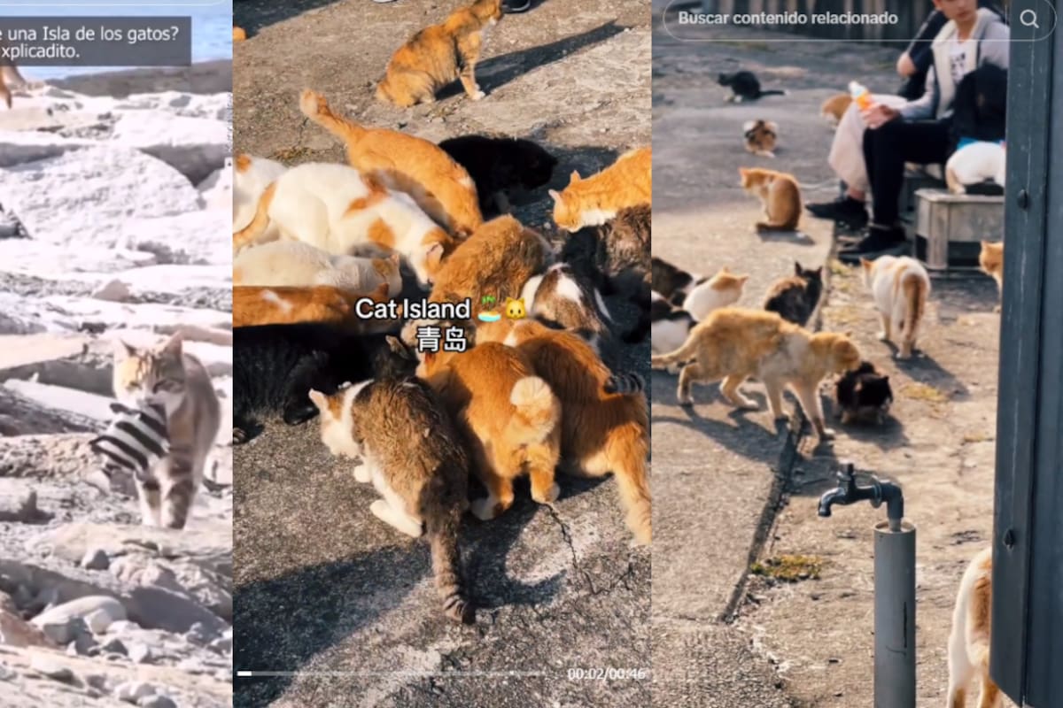 La ciudad de los gatos: Aoshima, la isla japonesa dominada por felinos