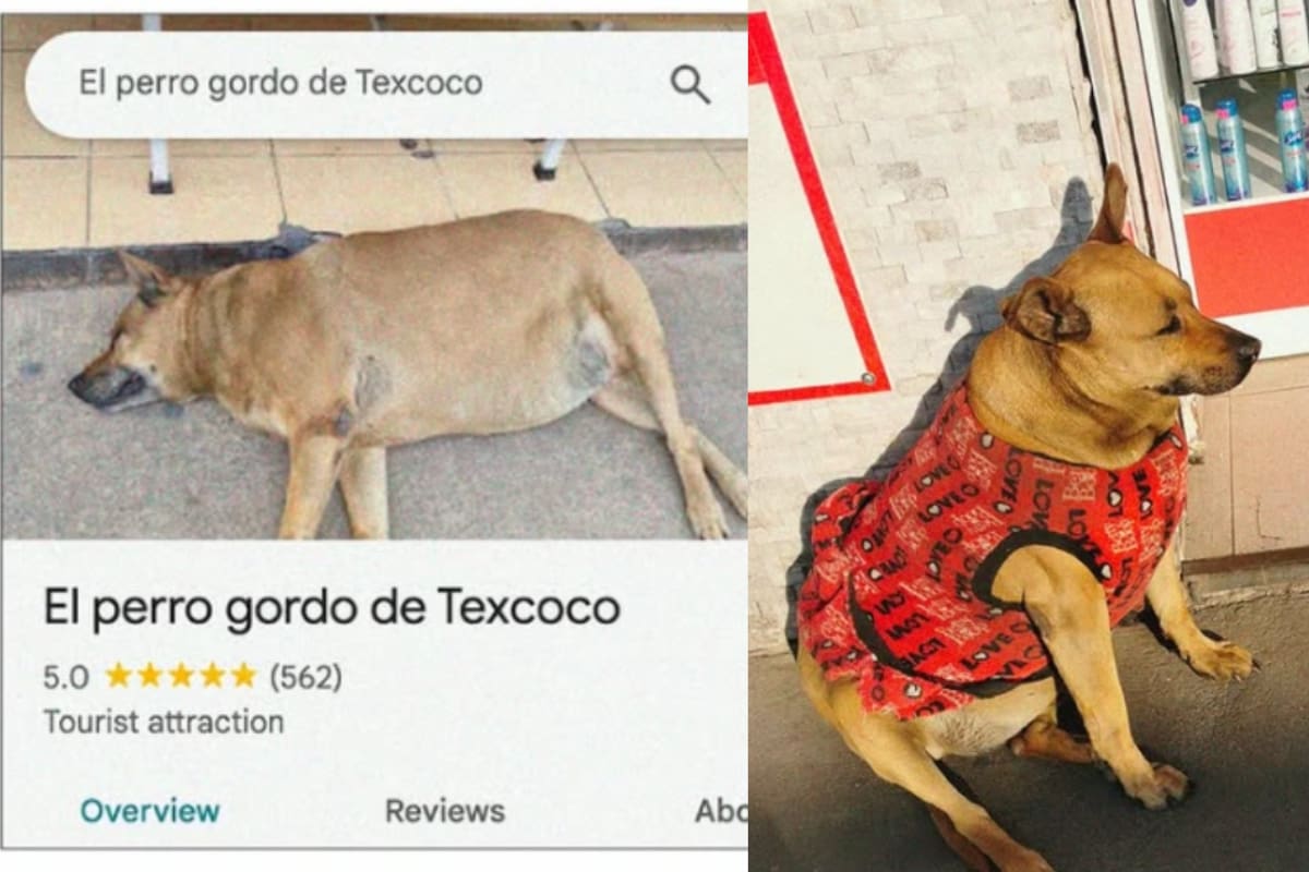 “El lomito de Texcoco”: el adorable perrito que se volvió una celebridad en Google Maps con calificación de 5 estrellas