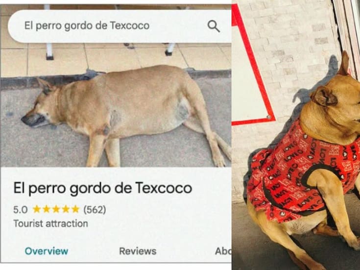 “El lomito de Texcoco”: el adorable perrito que se volvió una celebridad en Google Maps con calificación de 5 estrellas