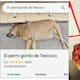 “El lomito de Texcoco”: el adorable perrito que se volvió una celebridad en Google Maps con calificación de 5 estrellas