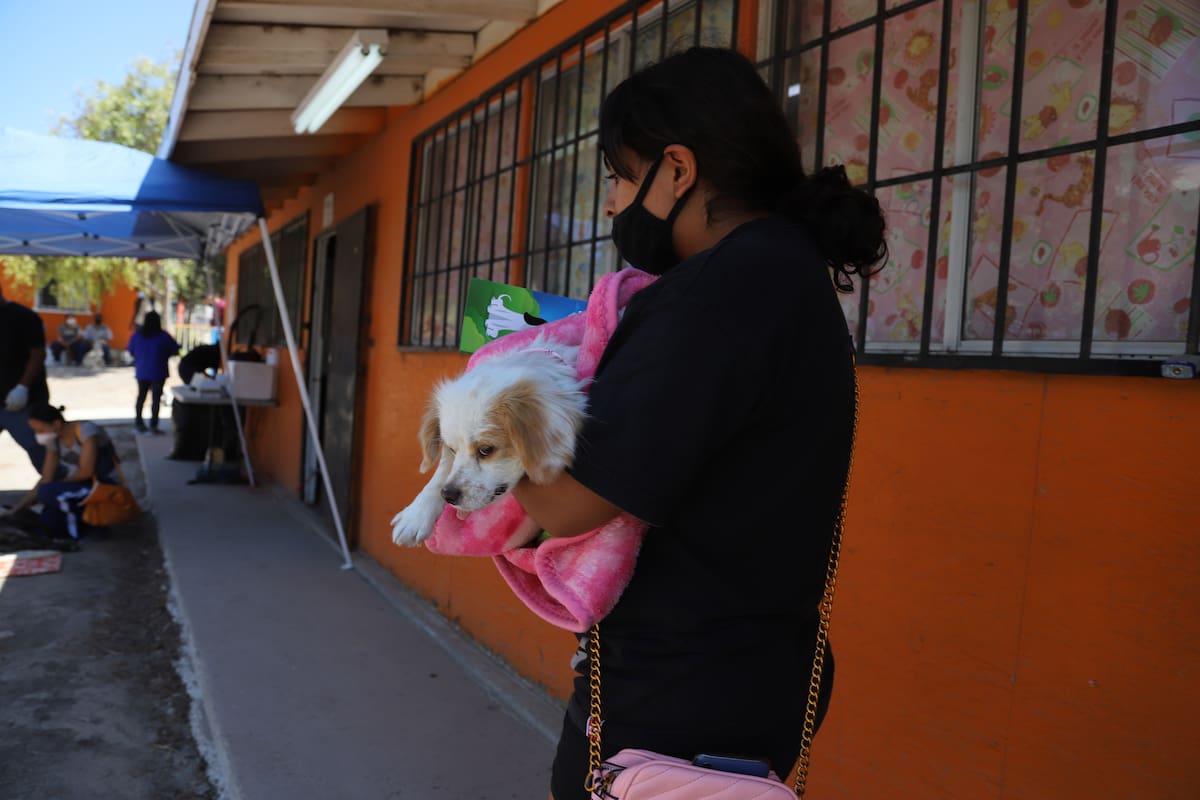 Impulsa Control Animal esterilización de mascotas
