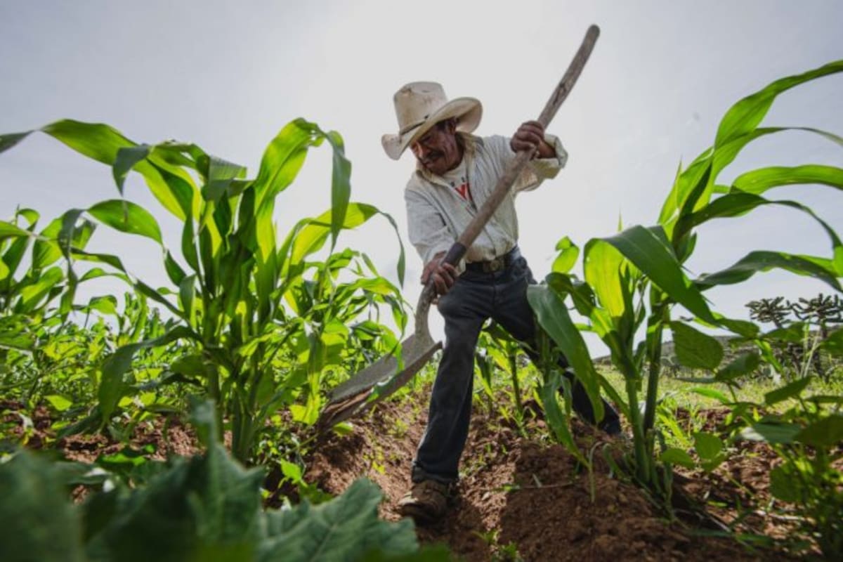 Estos fueron los 8 productos agrícolas mexicanos que más se exportaron en 2024