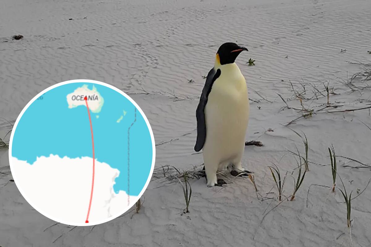 Un pingüino habría viajado más de 3 mil kilómetros desde la Antártida hasta Australia