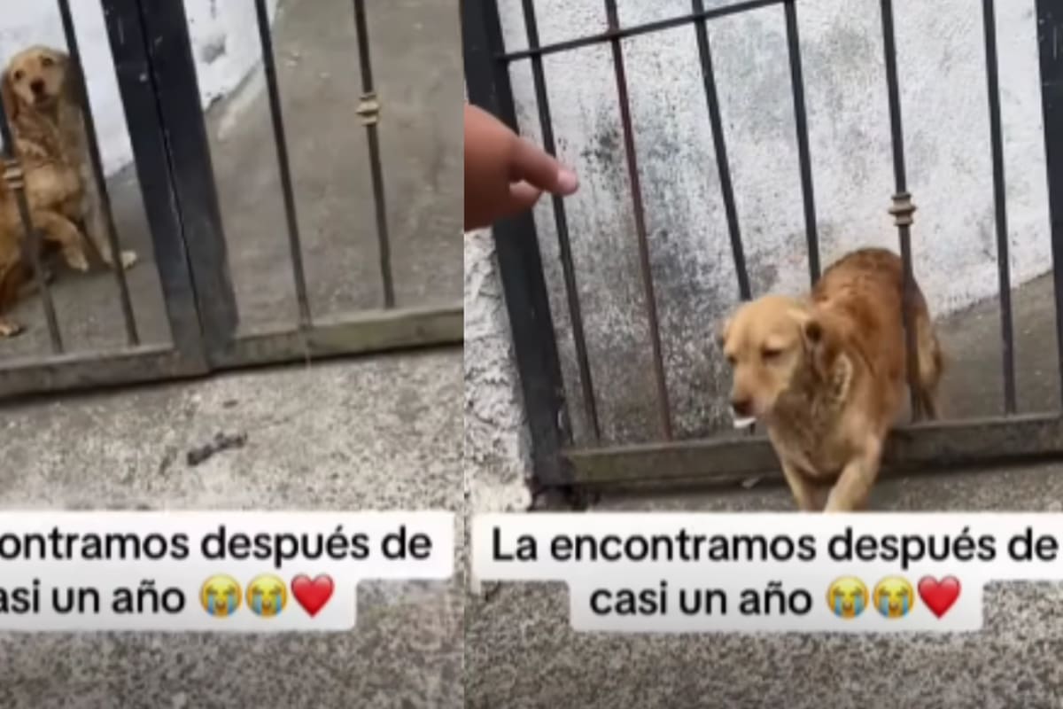 “Por fin volvió con nosotros” Perrita que había sido sustraída de su hogar se reencuentra con sus dueños un año después en otra vivienda