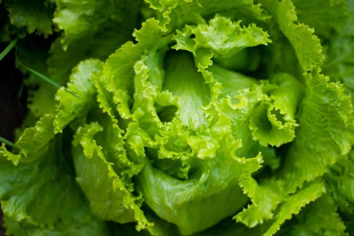Consejos para conservar la lechuga fresca durante más tiempo