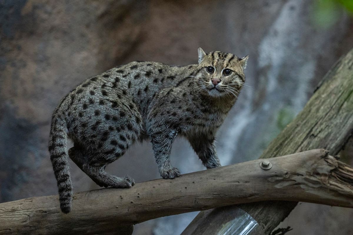 Gato pescador llega al Zoológico de San Diego