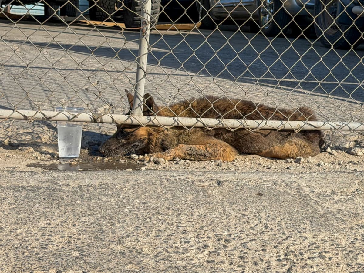 Al hacerse virales las imágenes que exponen la situación del perro, acudió una rescatista de animales, quien confirmó que el animal ya no presentaba signos vitales.│Foto: Cortesía