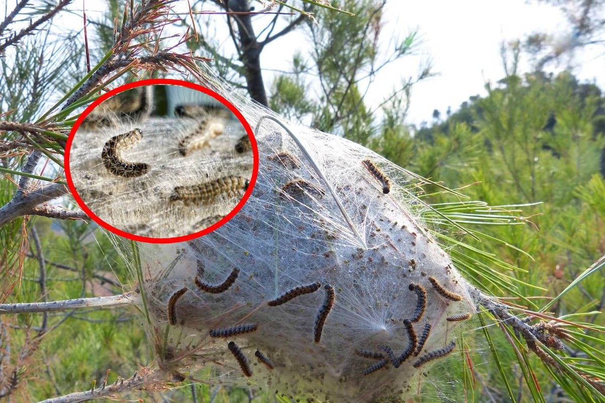 Oruga procesionaria del roble invade Europa: ¿por qué es peligrosa para humanos y animales?