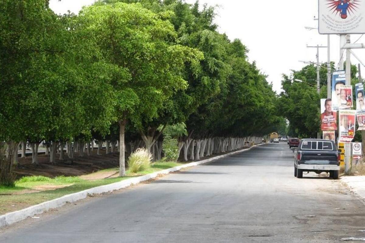 Con "Hermosillo Verde, reto 1001" buscan reforestar la ciudad