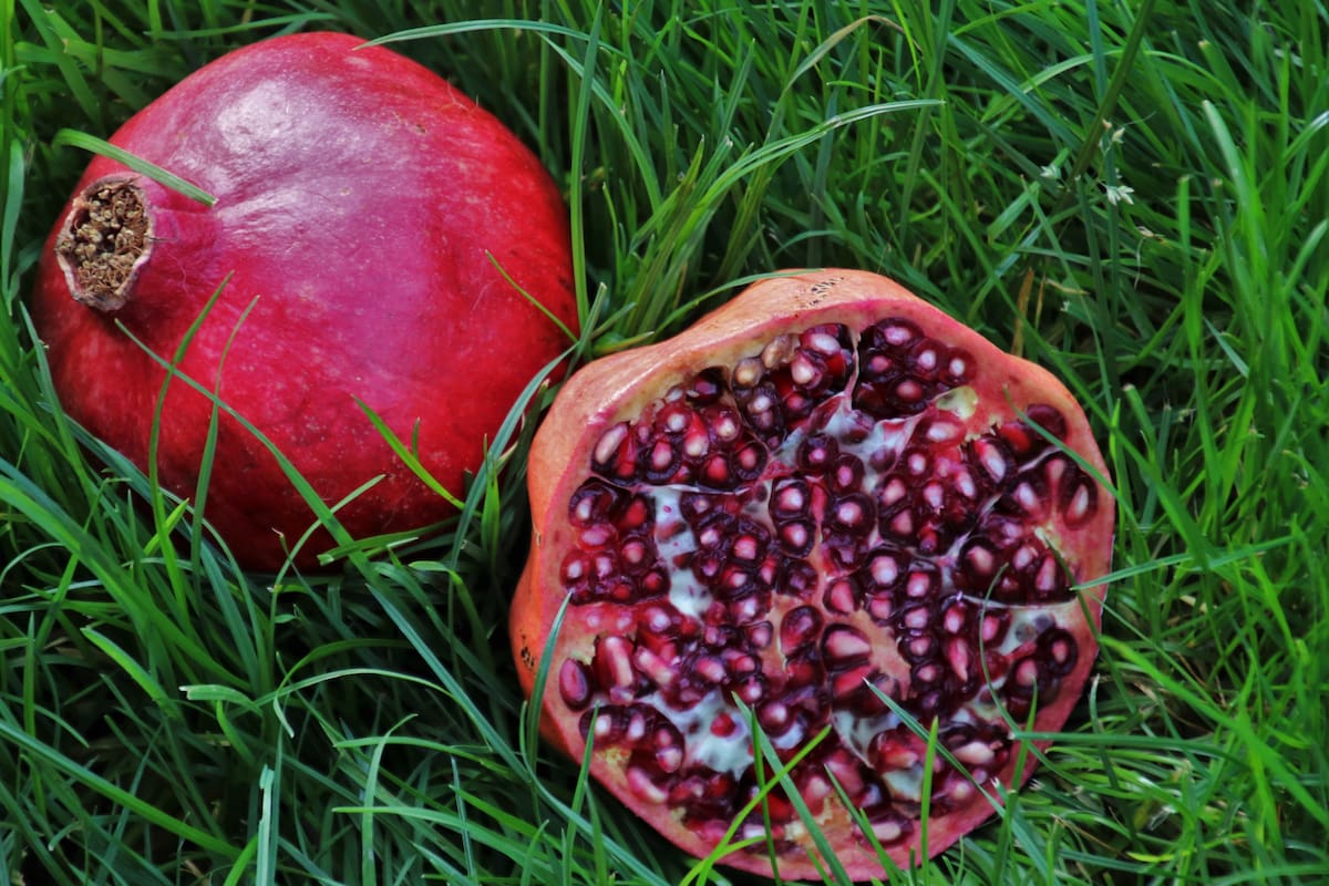 El té de granada: una infusión natural con beneficios respaldados por la ciencia