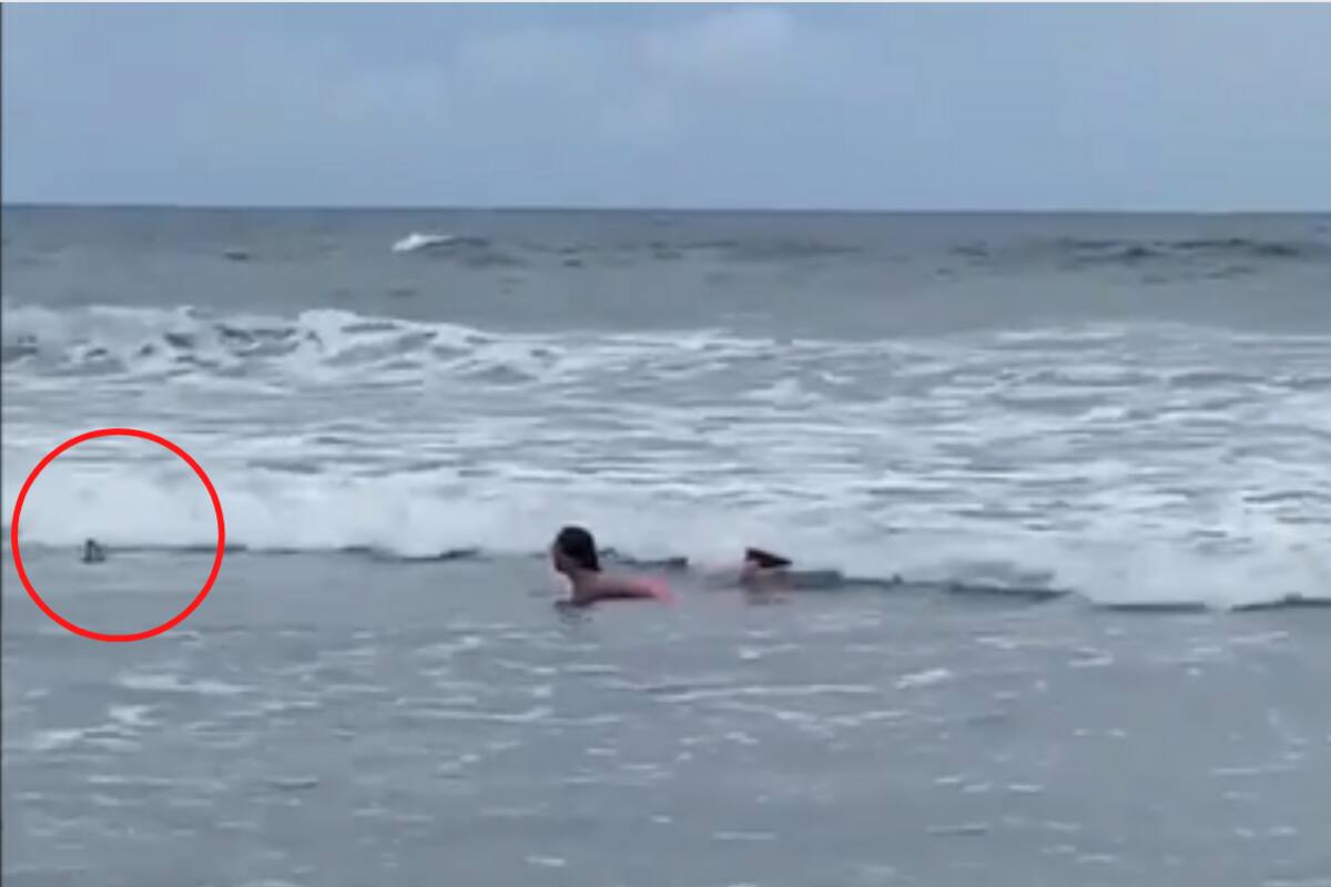 VIDEO: Tiburón pasa cerca de niña en Playa de Carolina del Sur