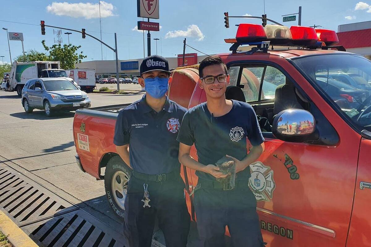 Rescatan Bomberos de Cajeme a gatito que cayó en alcantarilla y le buscan hogar
