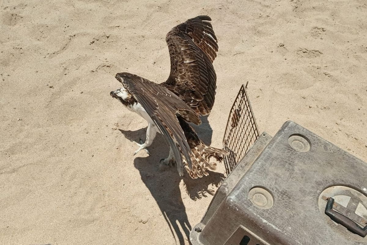 Rescatan y liberan águila pescadora en Puerto Peñasco que se encontraba en balcón de un hotel
