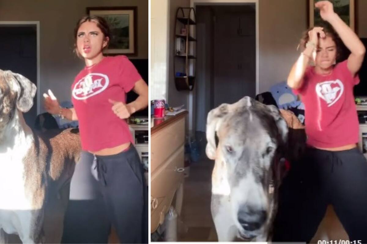 “¿Quien saca a pasear a quien?”: Enorme gran danés y su dueña se viralizan en redes