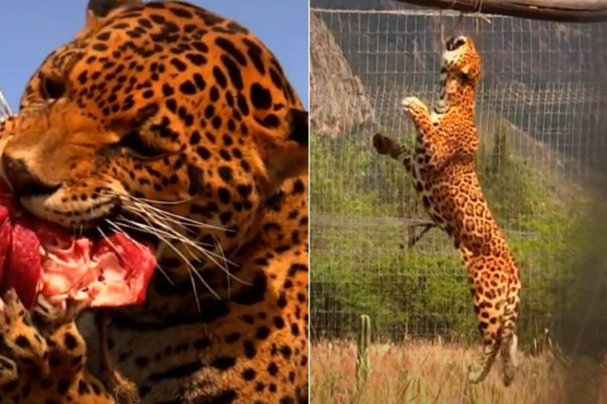 Jaguar en cautiverio se hace viral por cómo lo alimentan y desata polémica