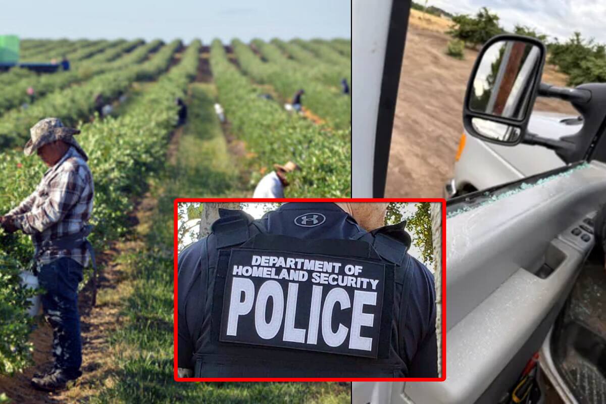 Agentes de ICE rompieron la ventana de un auto con jornaleros indígenas y los arrestaron, mientras iban a su trabajo en una granja de arándanos