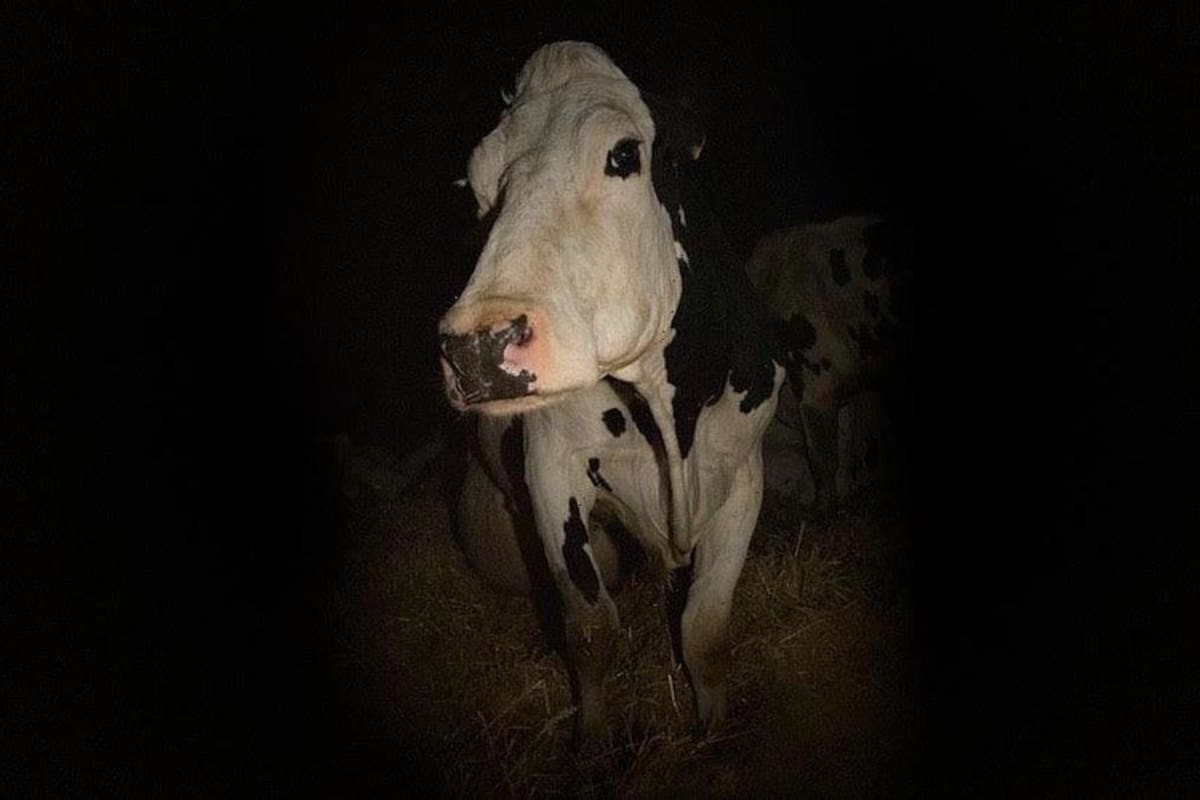 Cow: la triste vida de una vaca que hizo ruido en Cannes