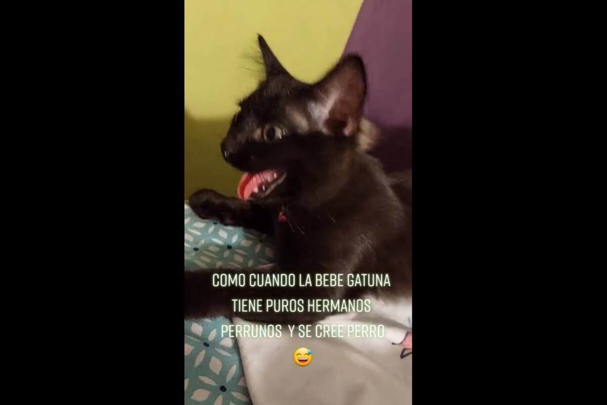 VIRAL TIKTOK: Gatito "imita" a los perros de su dueña