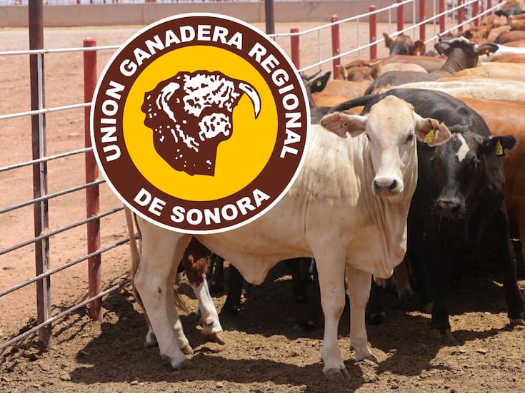 Ganaderos de Sonora venden barato por necesidad: pierden hasta 25 mil pesos por cabeza