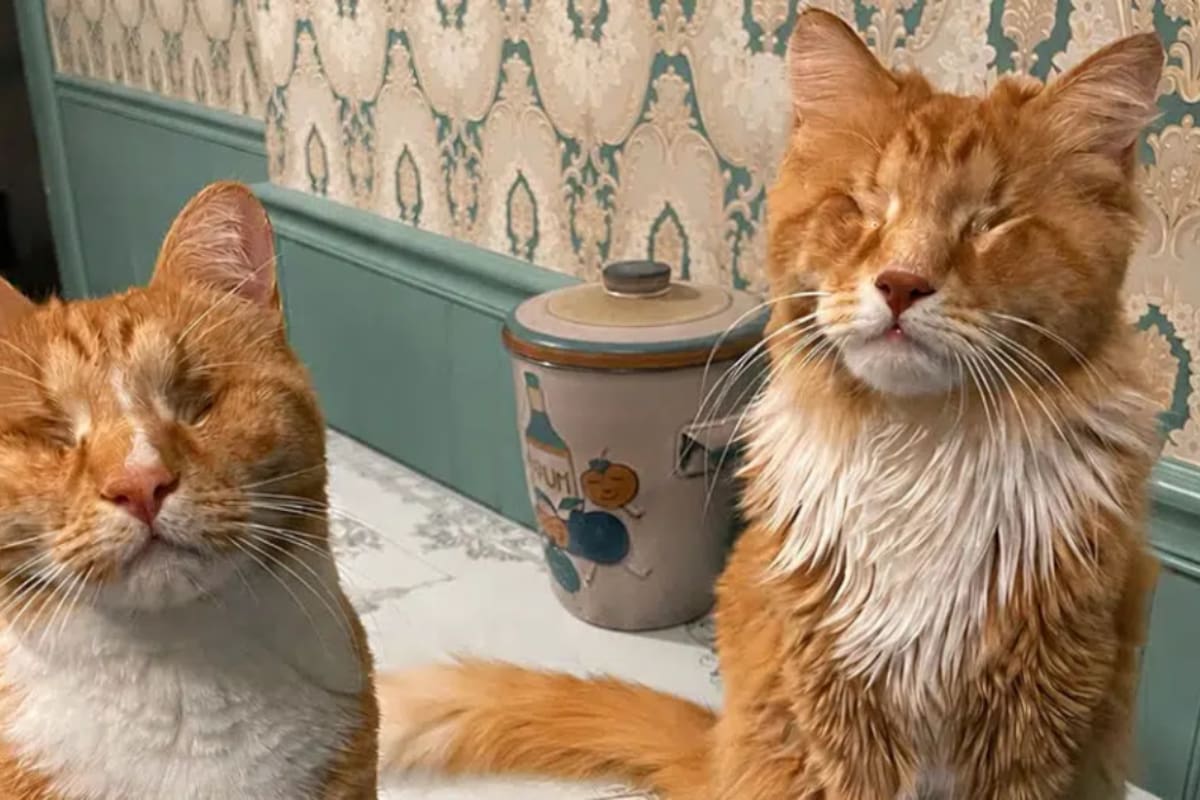 Un estudio de la Universidad de Cornell identifica por primera vez el síndrome de Marfan en dos gatos domésticos y descubre cómo una alteración en ambas copias del gen FBN1 les permitió conservar suficiente función para llegar a la edad adulta