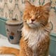 Detectan síndrome de Marfan en dos gatos