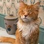 Un estudio de la Universidad de Cornell identifica por primera vez el síndrome de Marfan en dos gatos domésticos y descubre cómo una alteración en ambas copias del gen FBN1 les permitió conservar suficiente función para llegar a la edad adulta