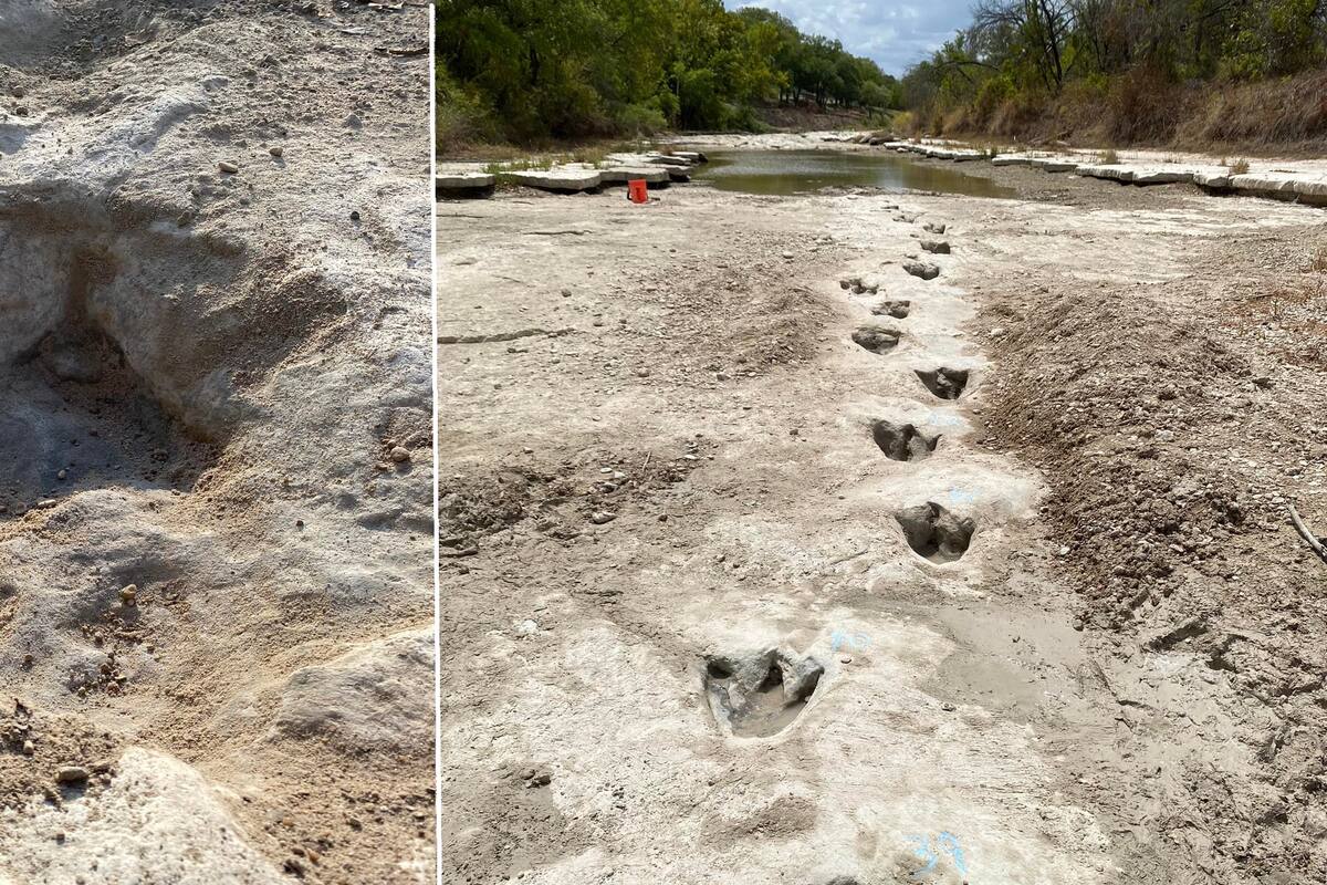 Descubren huellas de dinosaurios de hace 113 millones de años en parque de Texas