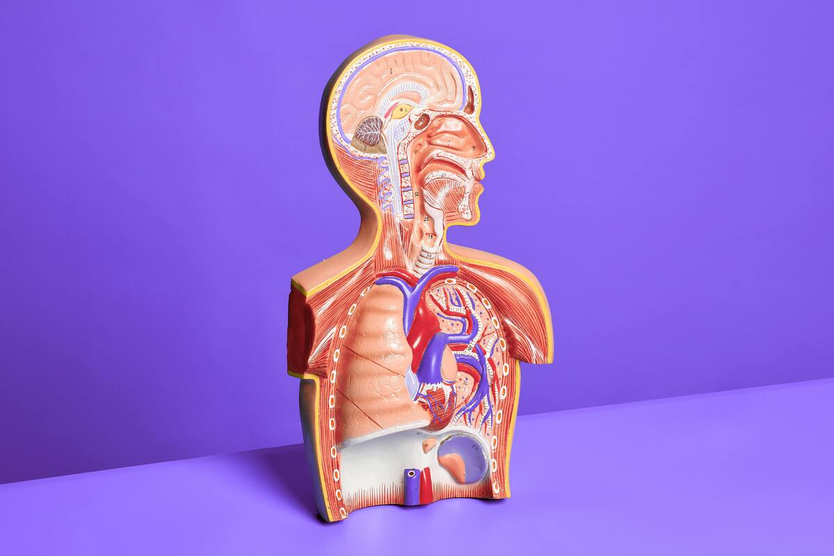 Por qué los órganos pueden tener relojes circadianos autónomos y perder la sincronía con el cerebro