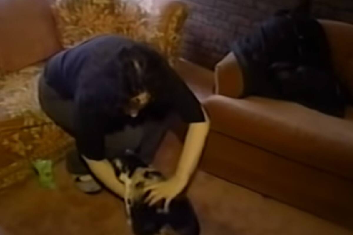 Día Internacional del Gato: La historia que dio origen al nombre de 'Karen' en los memes