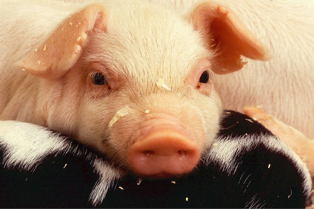 Desde China desmienten que gripe porcina no infecta tan fácilmente a humanos