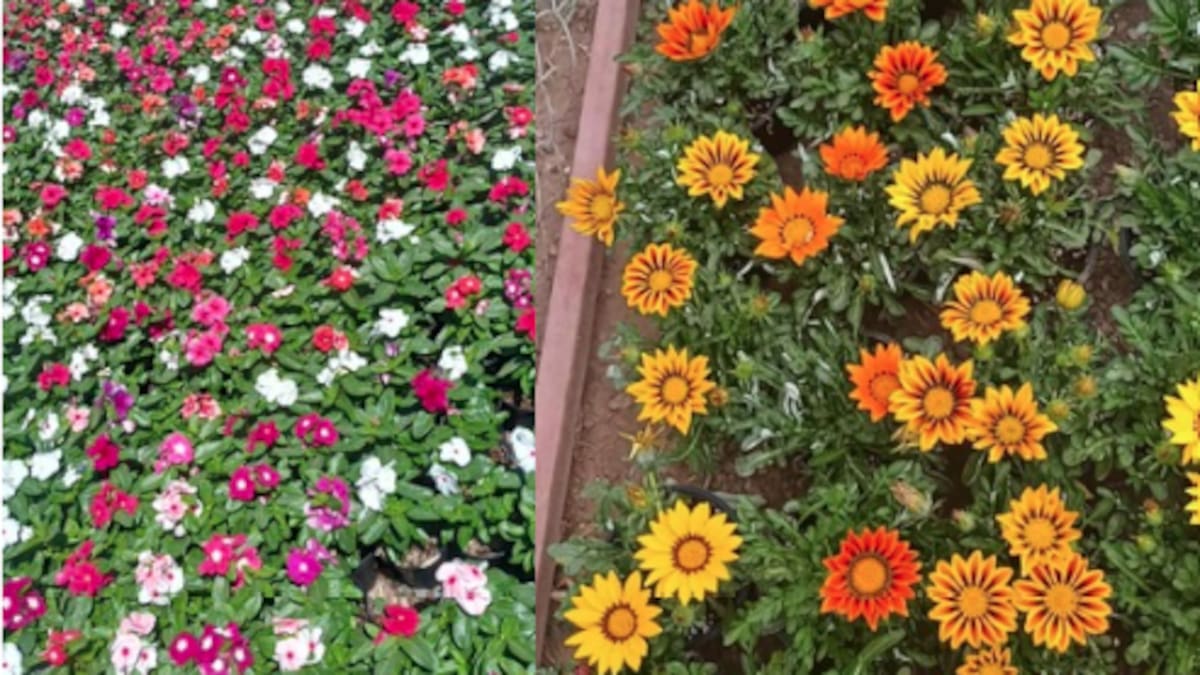 Plantas polinizadoras: belleza natural y cuidado ambiental en casa