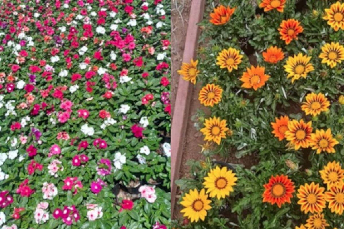 Plantas polinizadoras: belleza natural y cuidado ambiental en casa