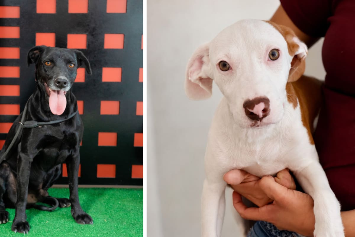 Más de 200 perros y gatos rescatados esperan un hogar en el Santuario Animal Mily