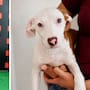 Más de 200 perros y gatos rescatados esperan un hogar en el Santuario Animal Mily