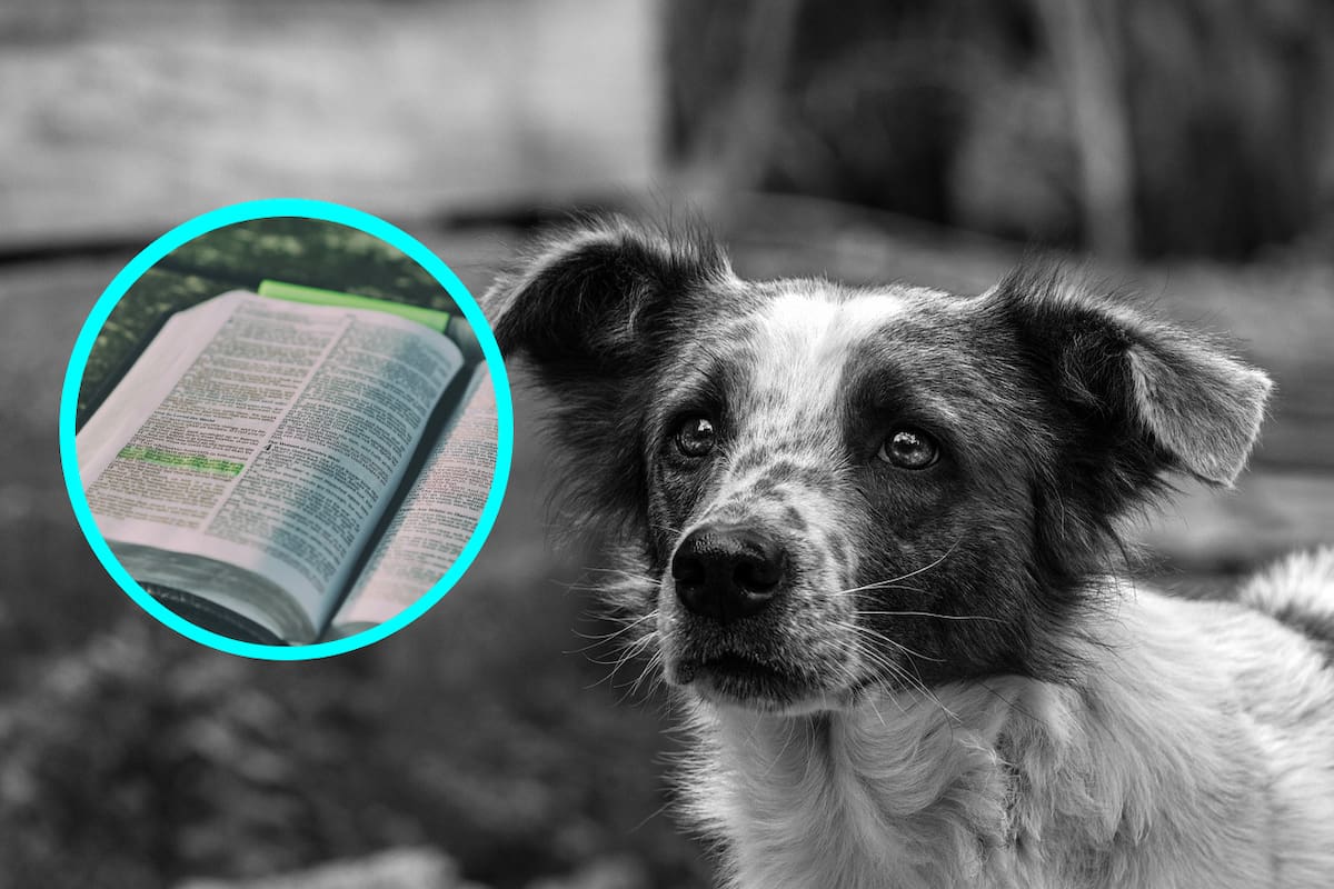 ¿A dónde van nuestras mascotas después de su muerte? Esto dice la Biblia