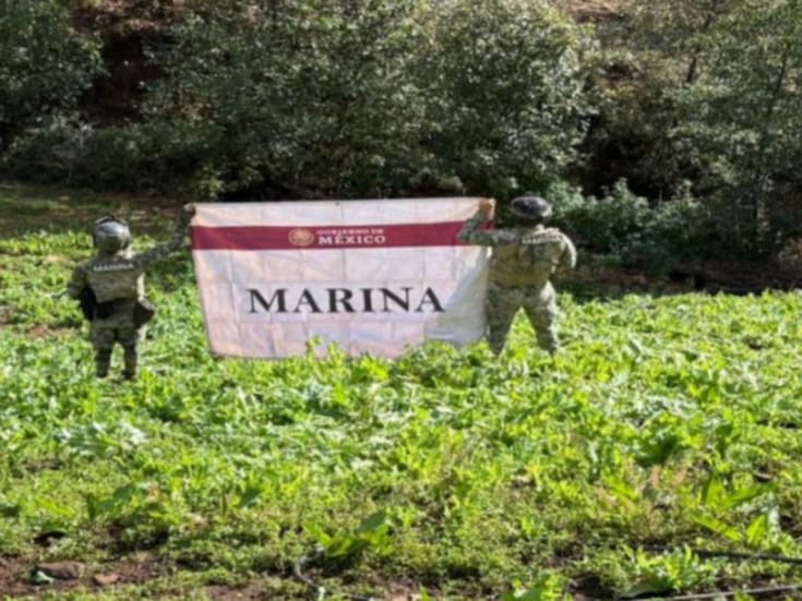 Golpe al narcotráfico: Semar destruye más de 726 toneladas de amapola en Nayarit