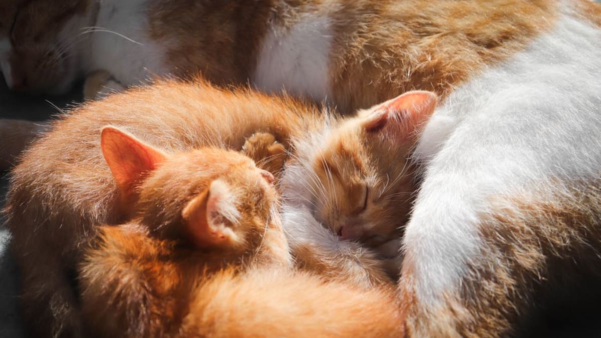 El secreto detrás del color naranja en los gatos | Noticias de México | El Imparcial