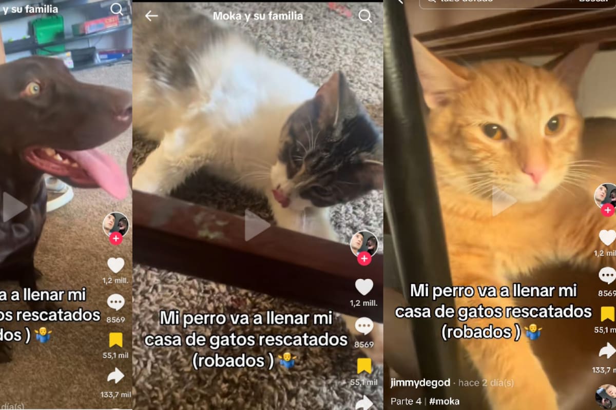 La reina de los gatos: Perrita rescata gatitos y los lleva a casa de su dueño