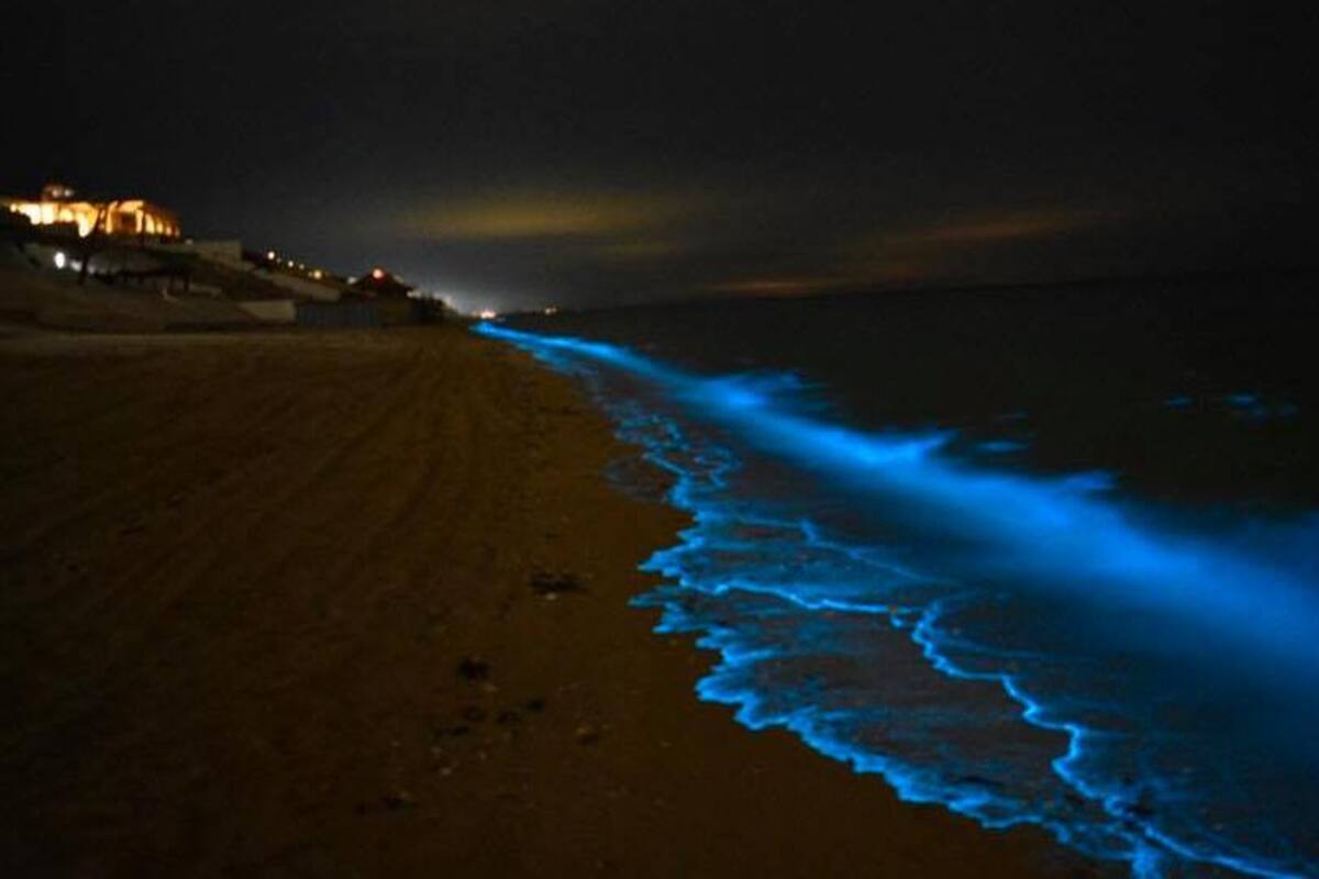 ¿Por qué Puerto Peñasco lució hermosas y fosforescentes aguas?
