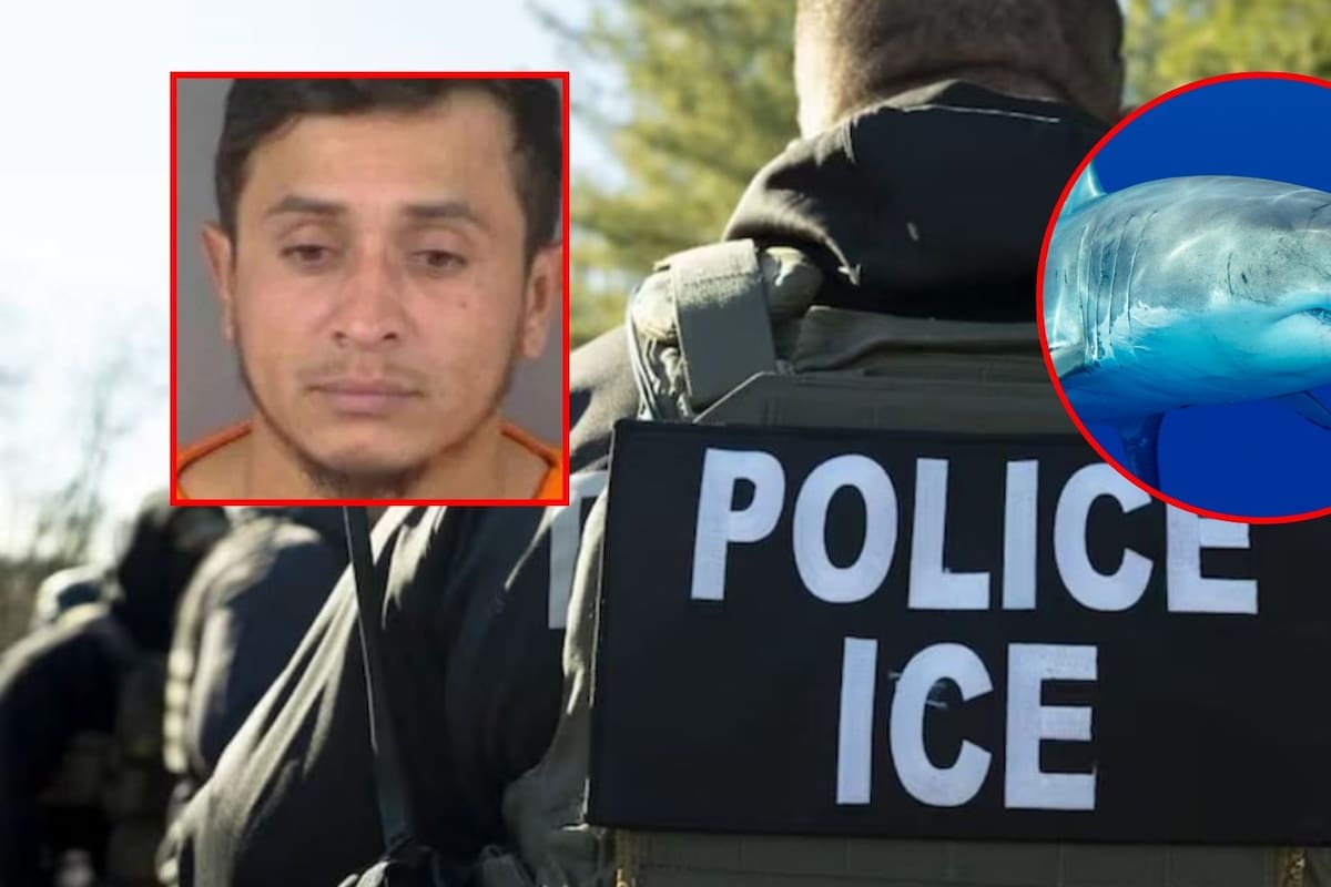 Migrante que salvó a niña de ataque de tiburón fue arrestado por el ICE; podría ser deportado tras conducir sin licencia