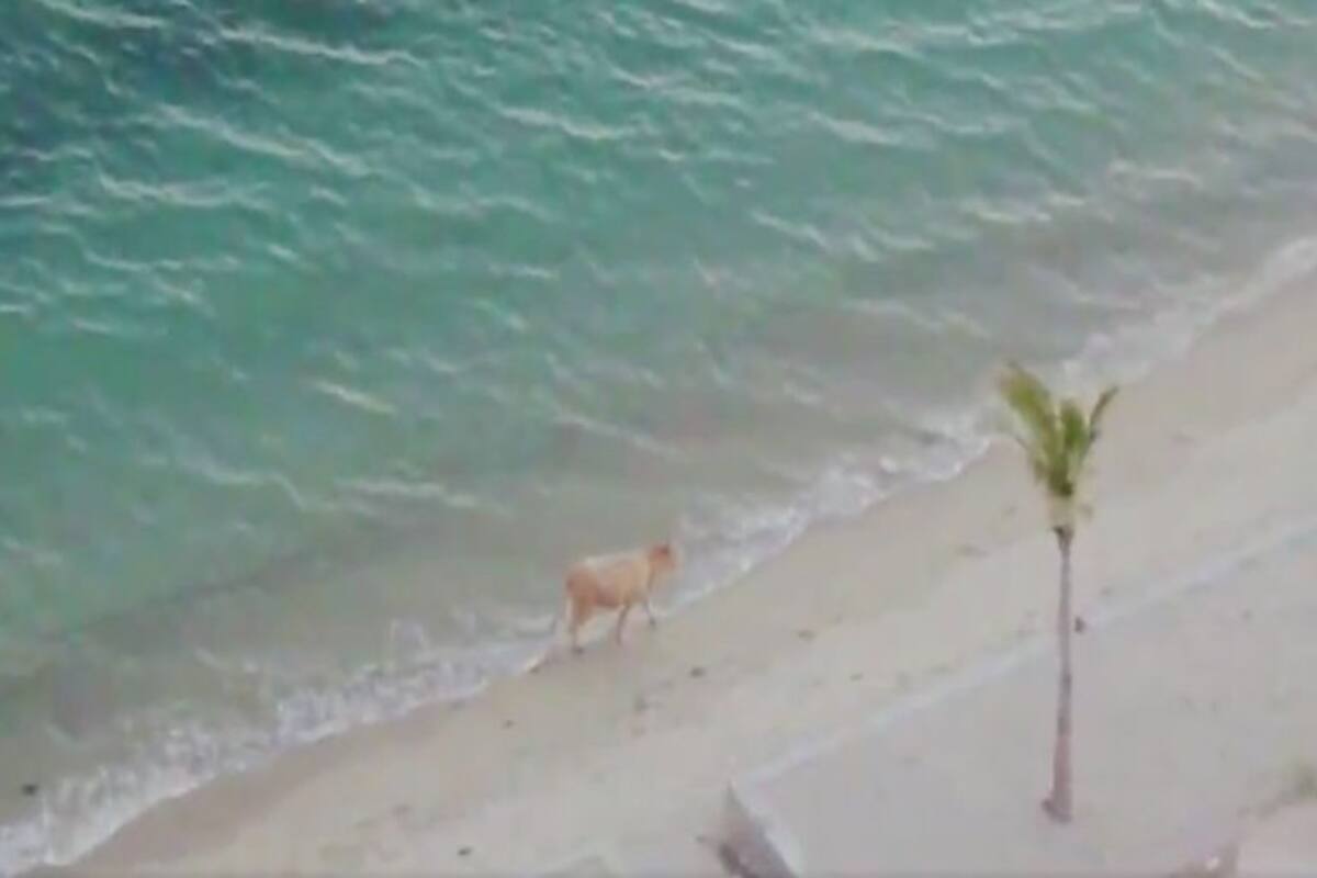 Graban a vaca divirtiéndose en la playa