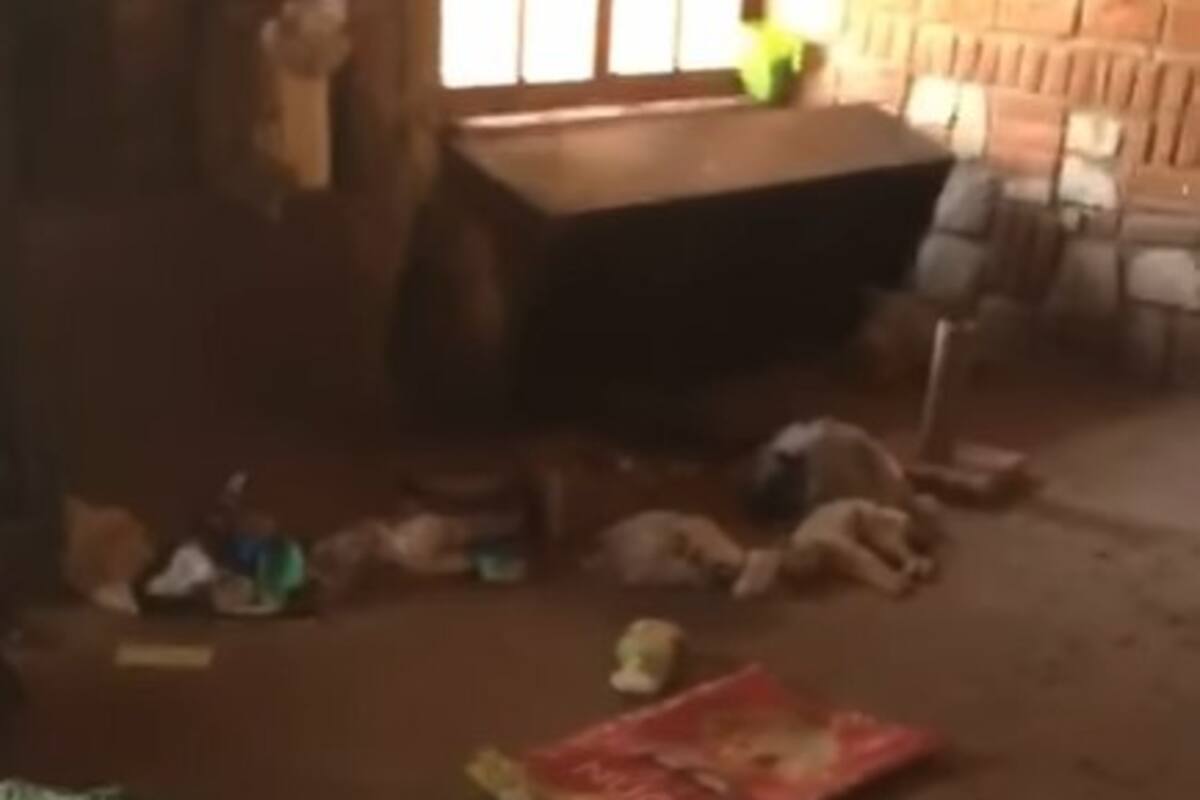 Matan a gatos tras irrumpir en refugio de animales en Morelia