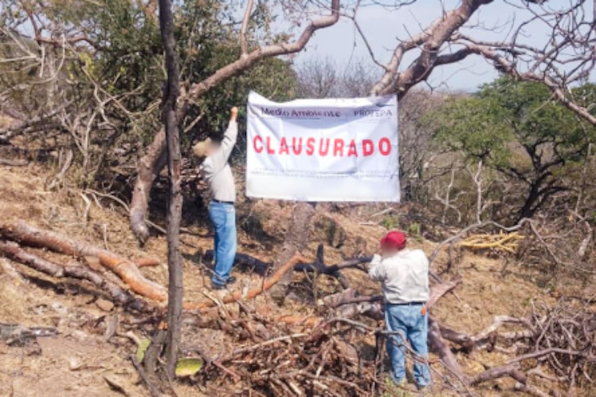 Clausuran predio en Morelos: más de cien árboles derribados ilegalmente en zona protegida de la Sierra