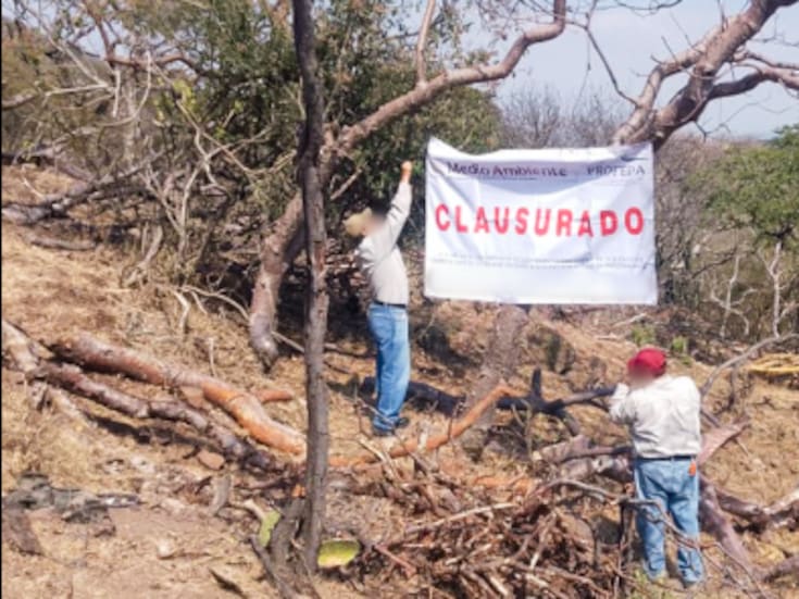 Clausuran predio en Morelos: más de cien árboles derribados ilegalmente en zona protegida de la Sierra