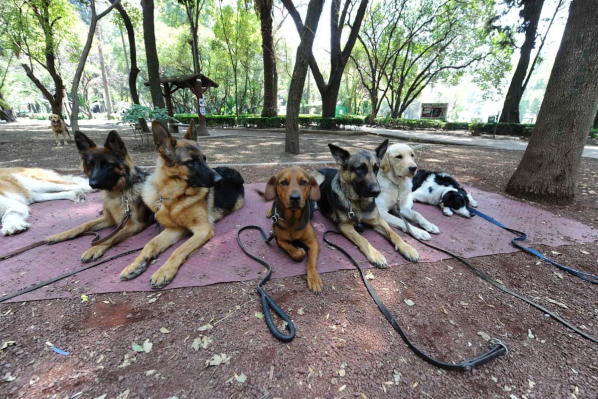 Estas son las ventajas de llevar a tu perro a parques 'petfriendly'