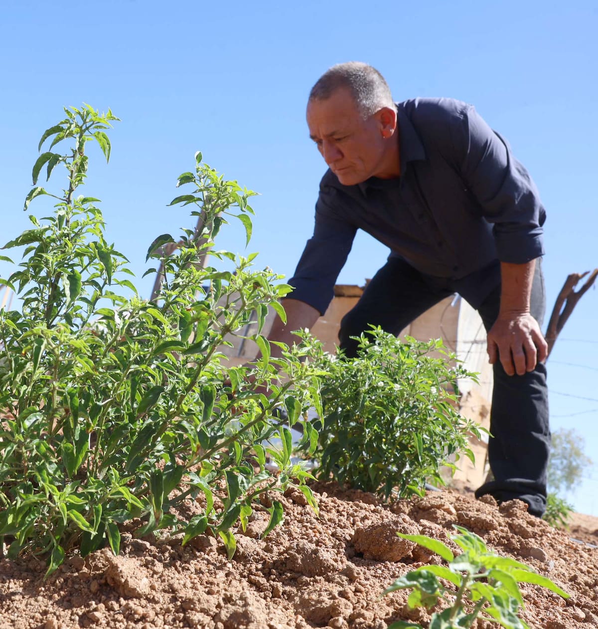 Óscar Villa utiliza malla sombra y riego por goteo para proteger su chiltepín del sol y garantizar una cosecha exitosa. FOTO: TEODORO BORBÓN