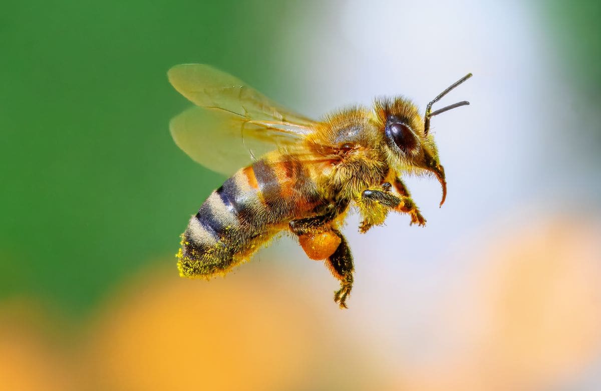 Cómo reaccionar ante una picadura de abeja y cuándo acudir al médico | Foto: Especial (canva)