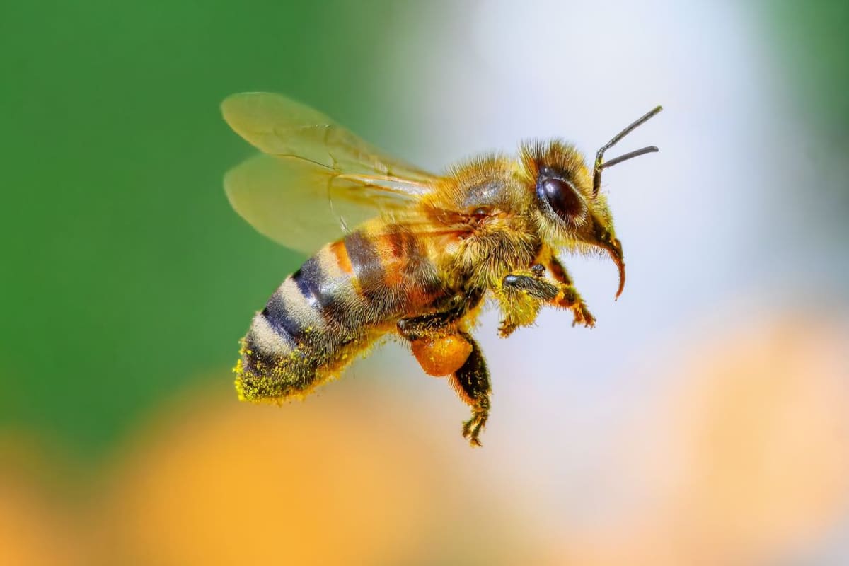 Aumentan 36% casos de picaduras de abeja en el País