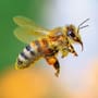 Aumentan 36% casos de picaduras de abeja en el País