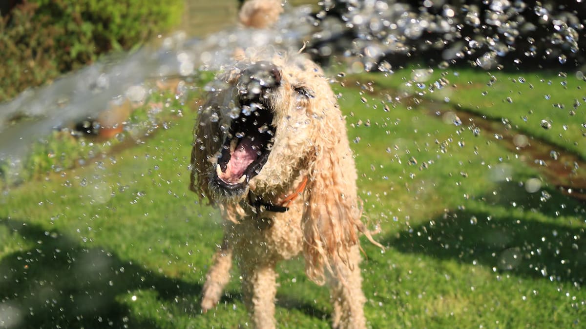 ¿De cuánto es la multa por dejar a tu perro en la azotea en CDMX?